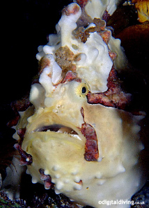 Portrait of Clown Frogfish. Taken with D200 and 60mm lens. by David Henshaw 